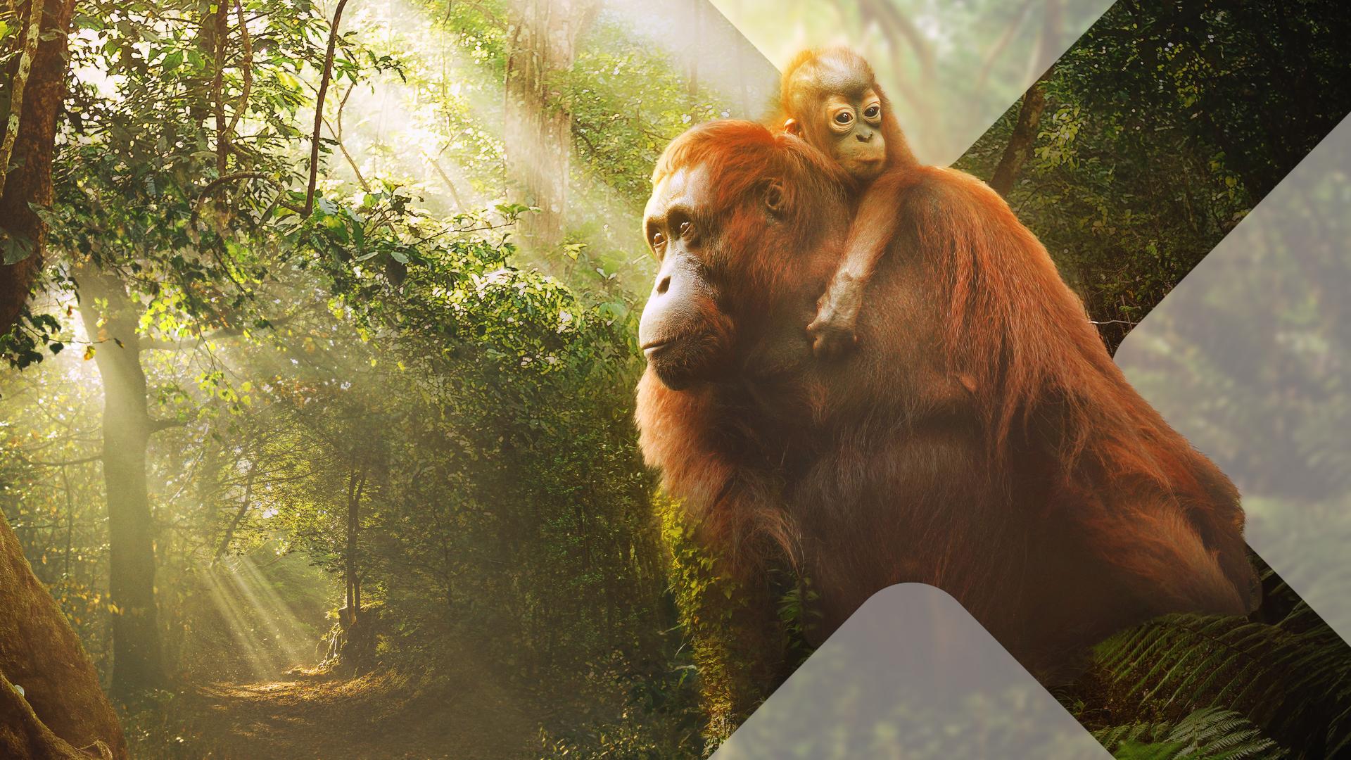 Bild für Wilder Dschungel