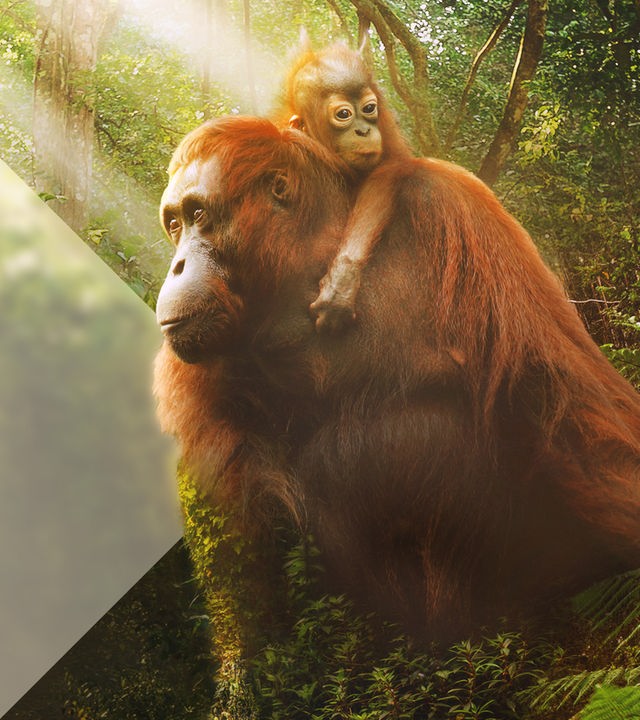 Orang-Utans