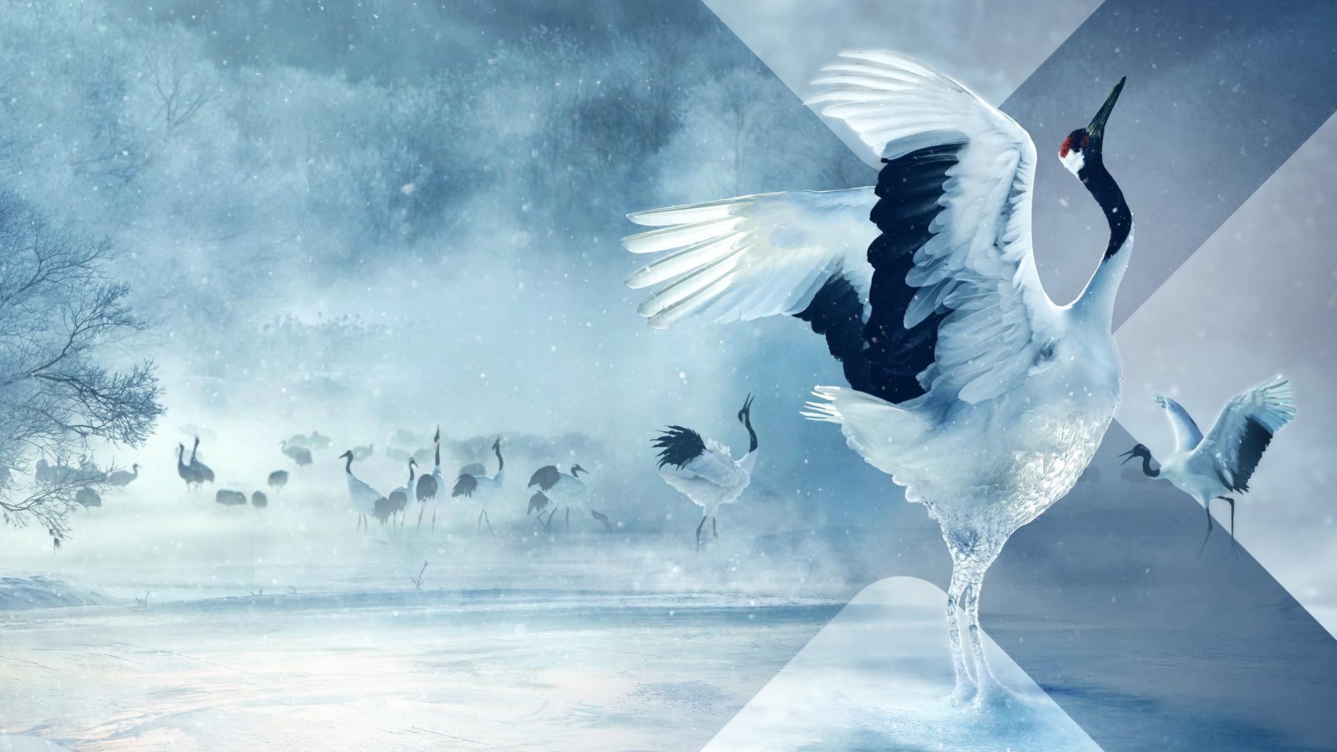 Bild für Wilder Norden