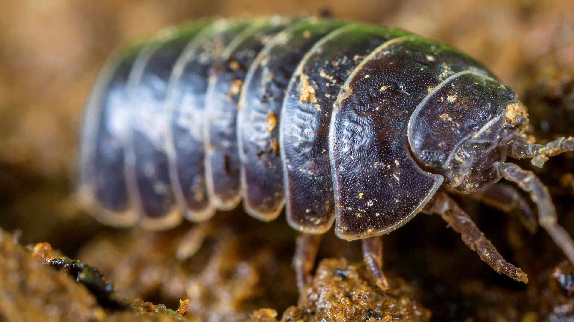 Eine Assel sitzt auf einem Stein