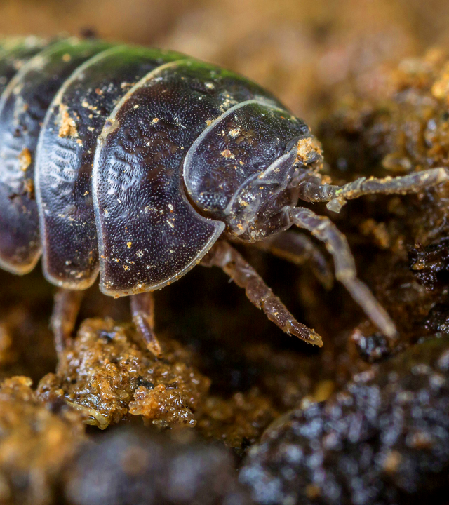 Eine Assel sitzt auf einem Stein