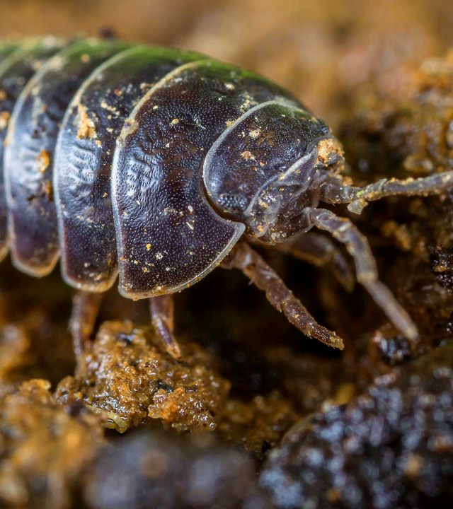 Eine Assel sitzt auf einem Stein
