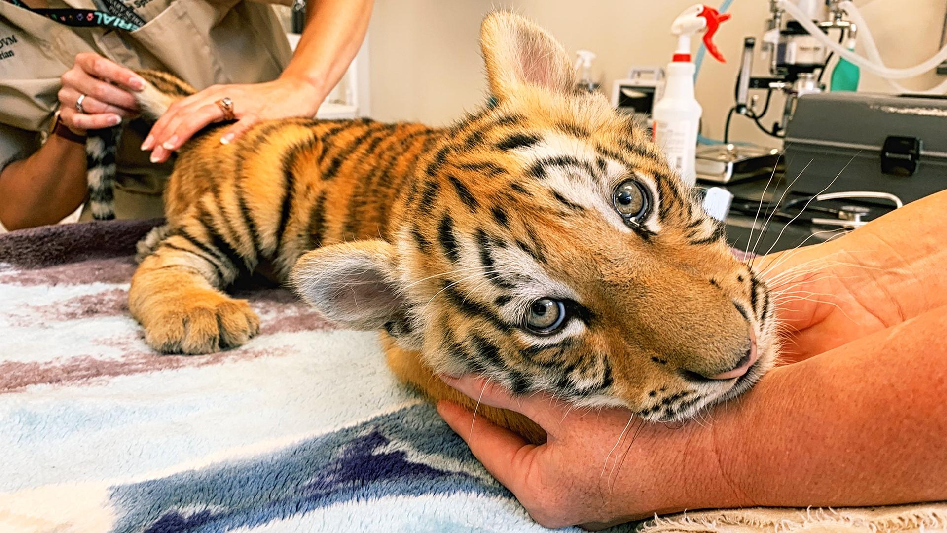 Ein Tigerbaby auf dem Untersuchungstisch