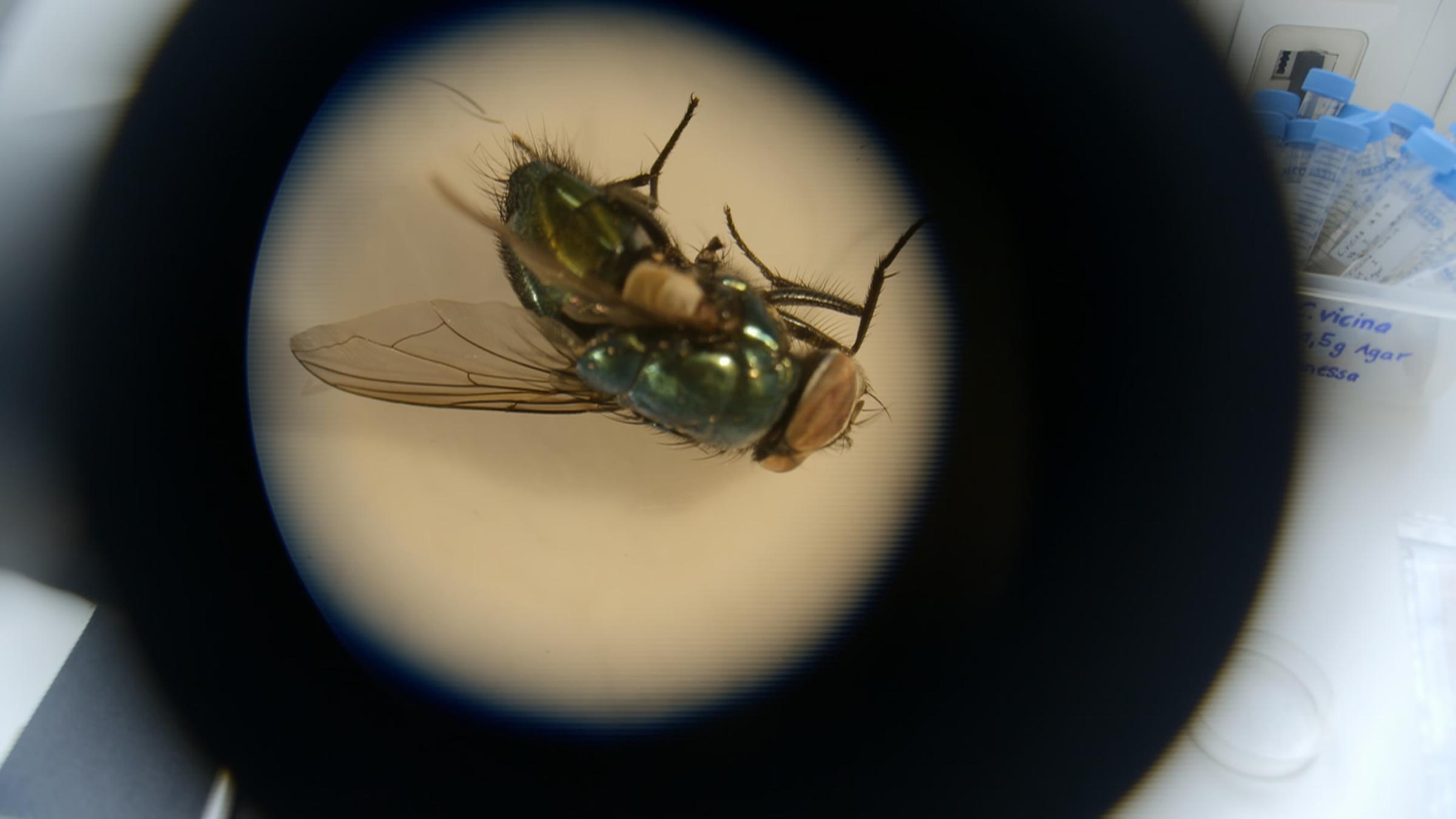 Geschichte der Forensik - Die Leichenbesiedler: Eine tote Fliege unter dem Mikroskop.