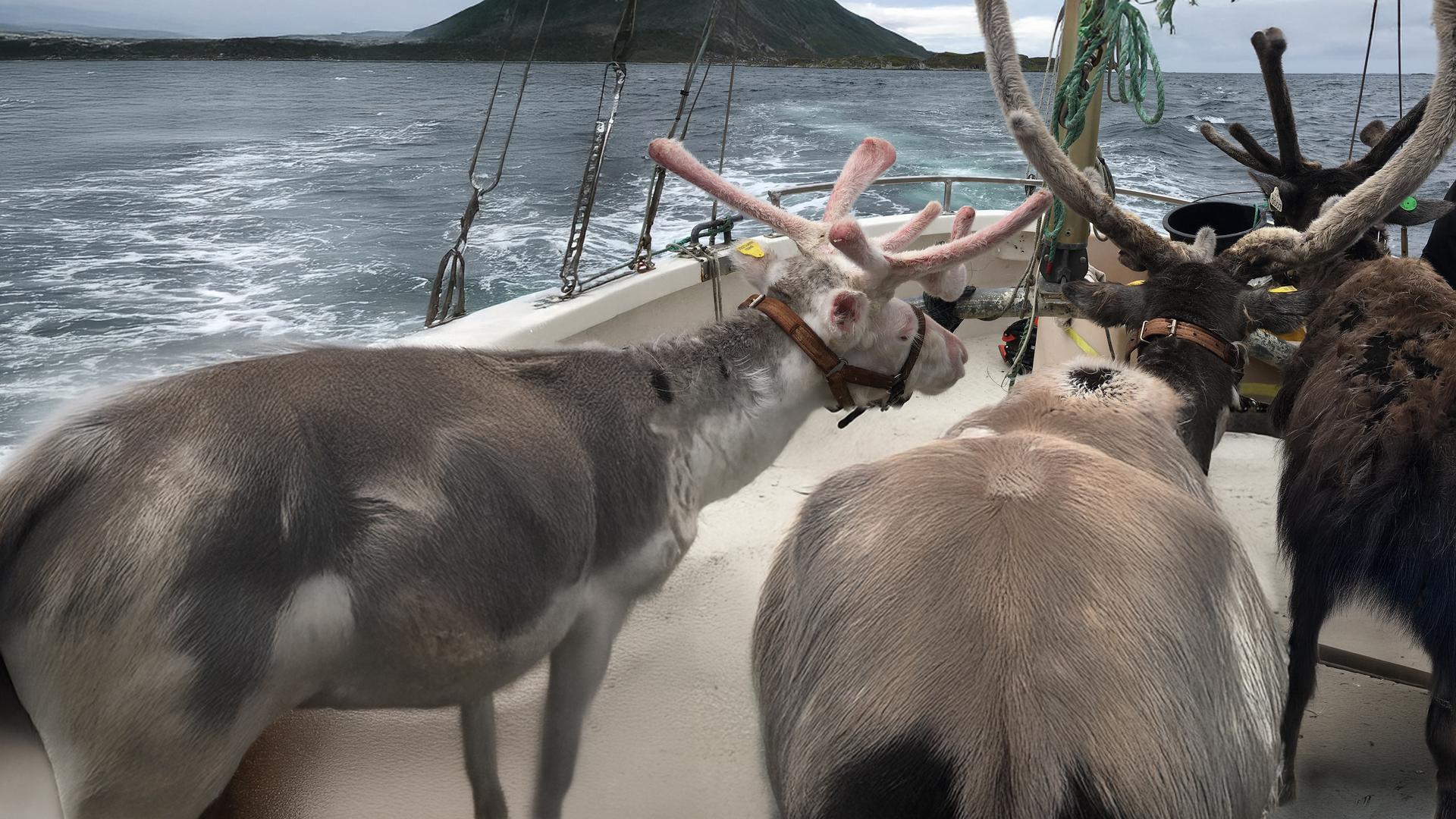 Drei Rentiere mit Halftern stehen im Bug eines Schiffes und blicken aufs Meer hinaus.