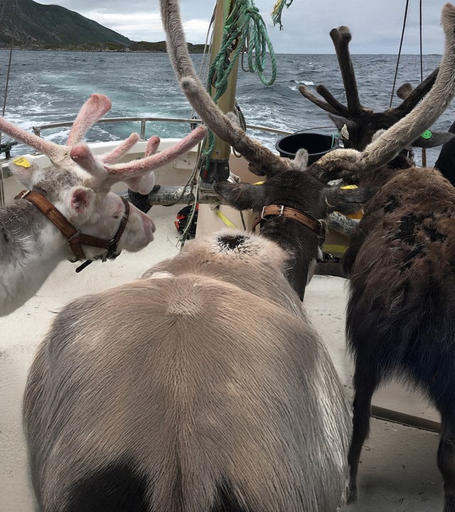 Drei Rentiere mit Halftern stehen im Bug eines Schiffes und blicken aufs Meer hinaus.