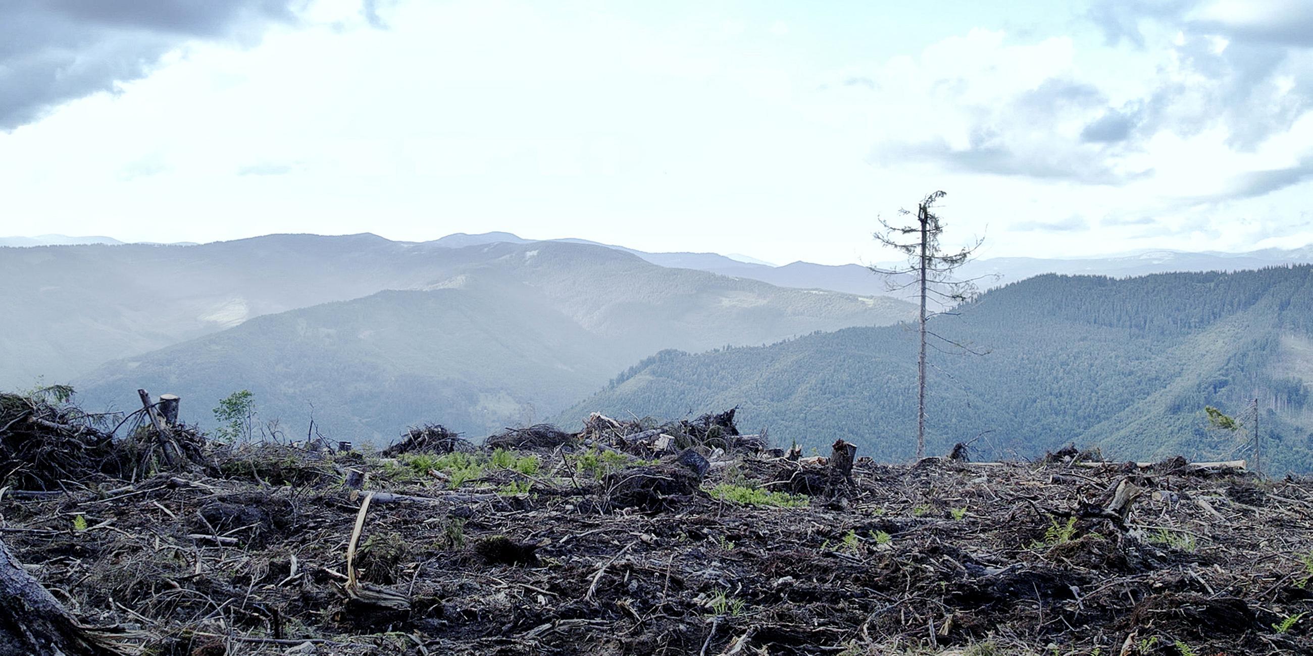 Illegale Rodungen in den Karpaten in der Ukraine. Im Hintergrund ist ein intakter Wald zu sehen.