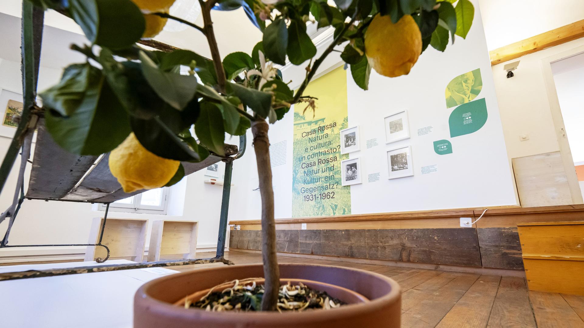 In einem Ausstellungsraum steht ein Kübel mit einem Zitronenbaum, an den Wänden hängen Bilder.