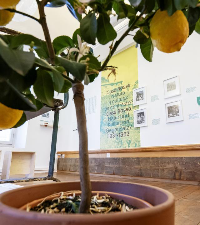 In einem Ausstellungsraum steht ein Kübel mit einem Zitronenbaum, an den Wänden hängen Bilder.