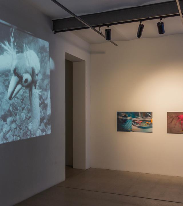 Videoprojektion mit huhnähnlichem Tier