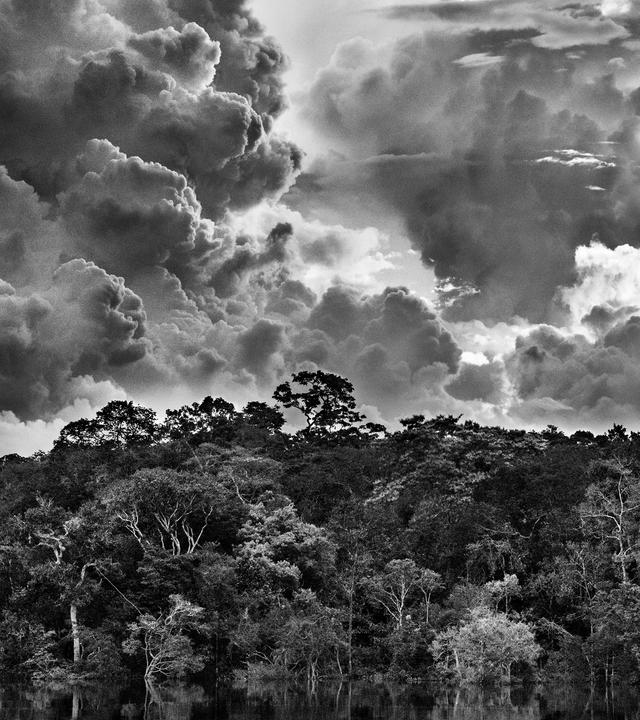 Ein Schwarzweißfoto von den Baumkronen und dem Himmel im Amazonas.