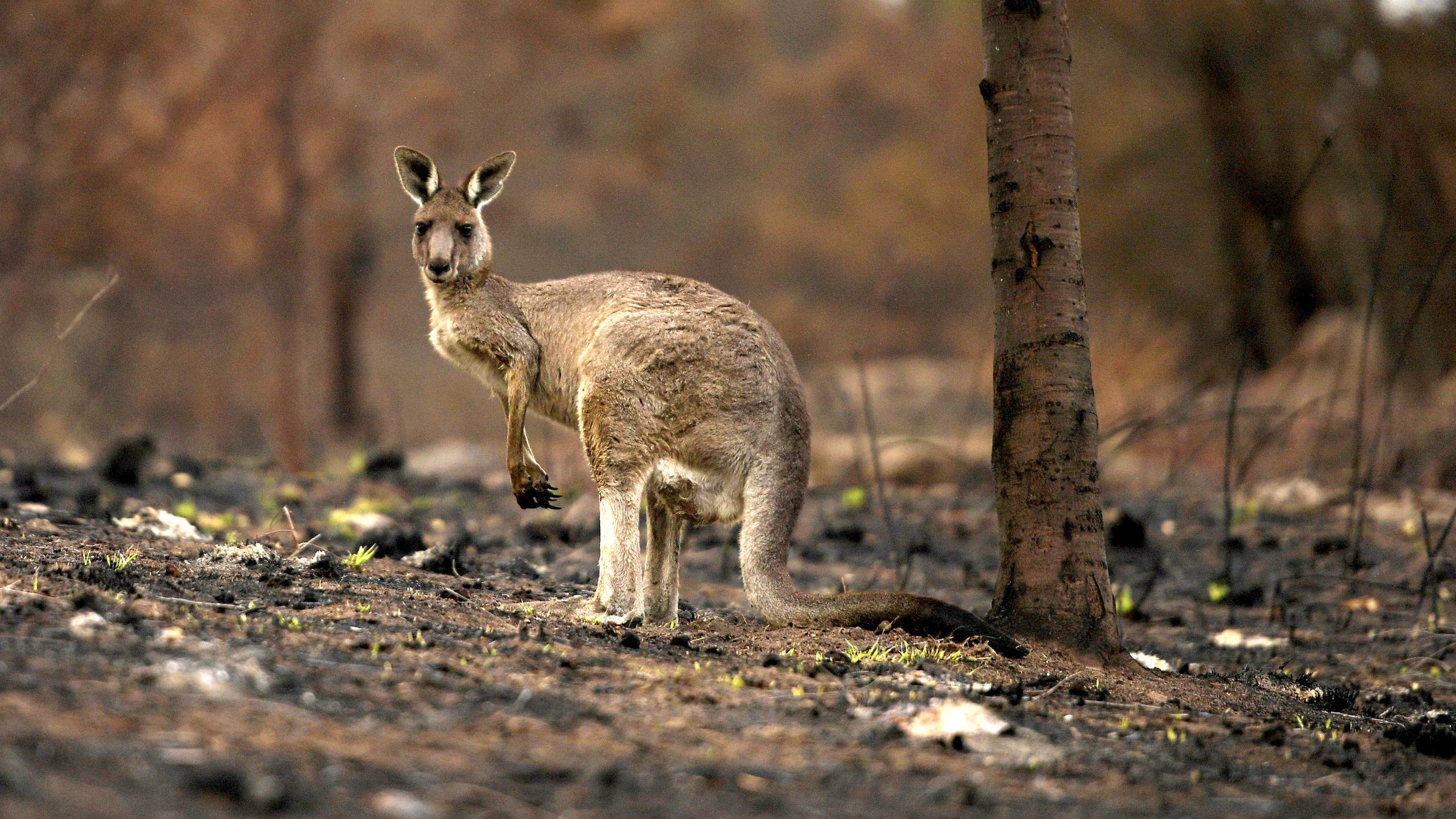 Verletztes Kanguru nach Buschfeuer in Australien