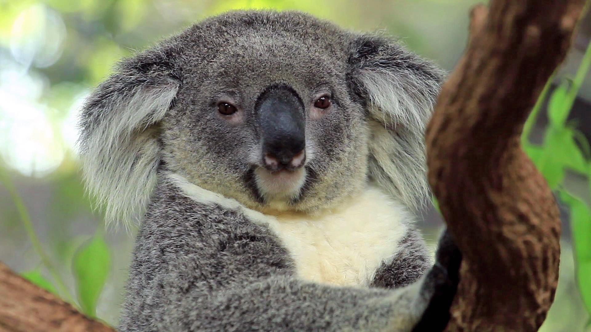 Koala auf Eukalyptus-Ast