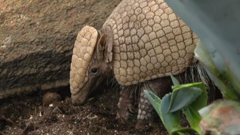 Drei Monate altes Gürteltier erkundet nach schwierigem Lebensstart seine Umgebung im Litauischen Zoo.