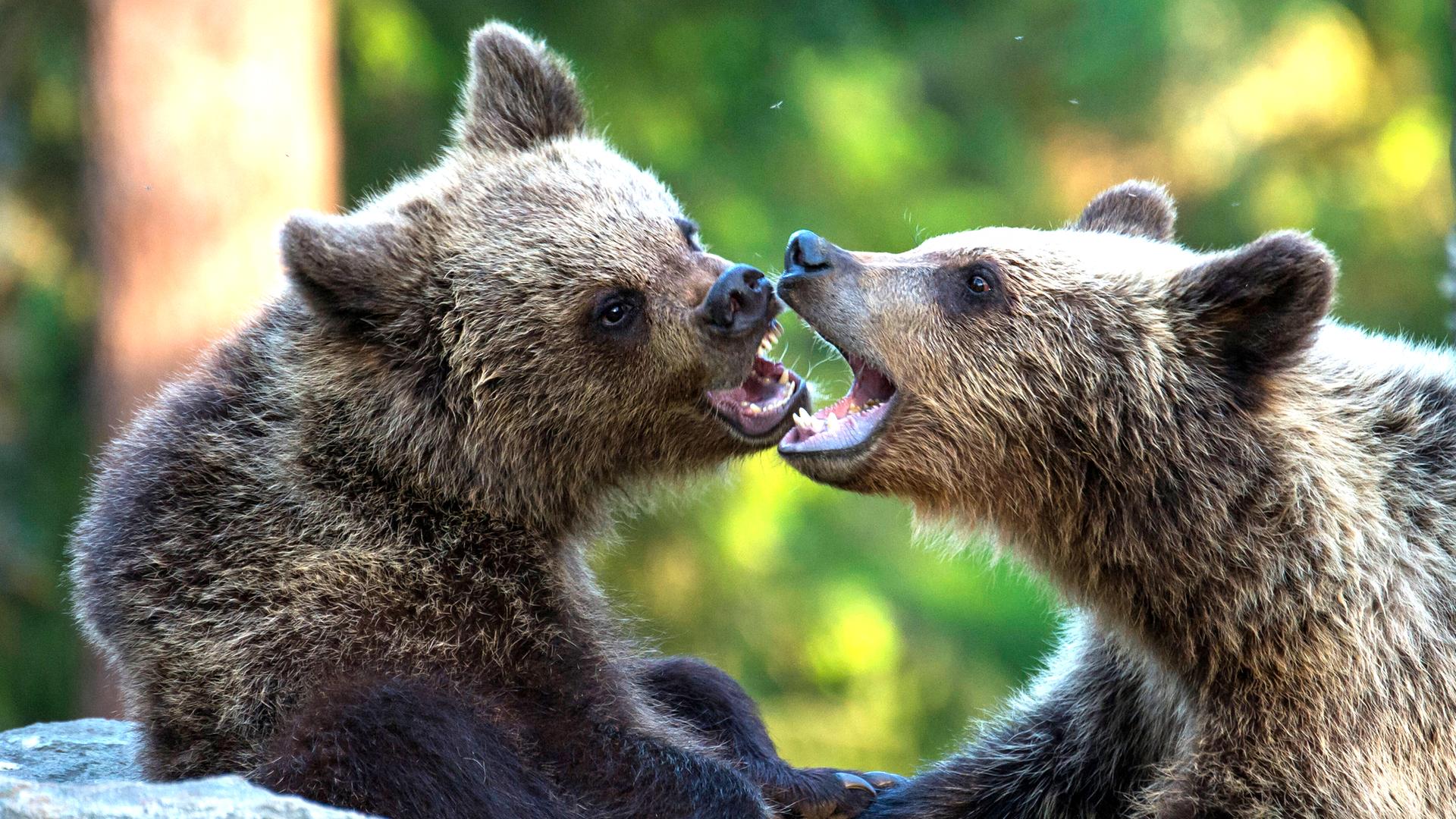 Zwei Bärenkinder spielen
