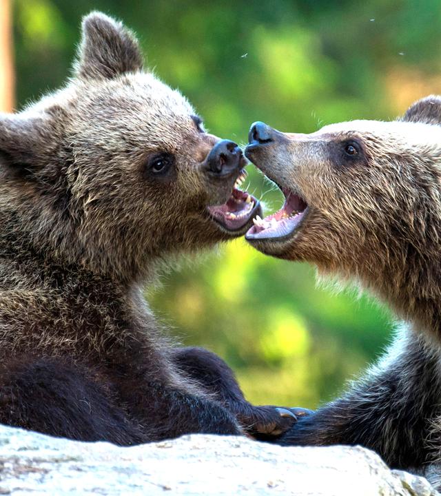 Zwei Bärenkinder spielen
