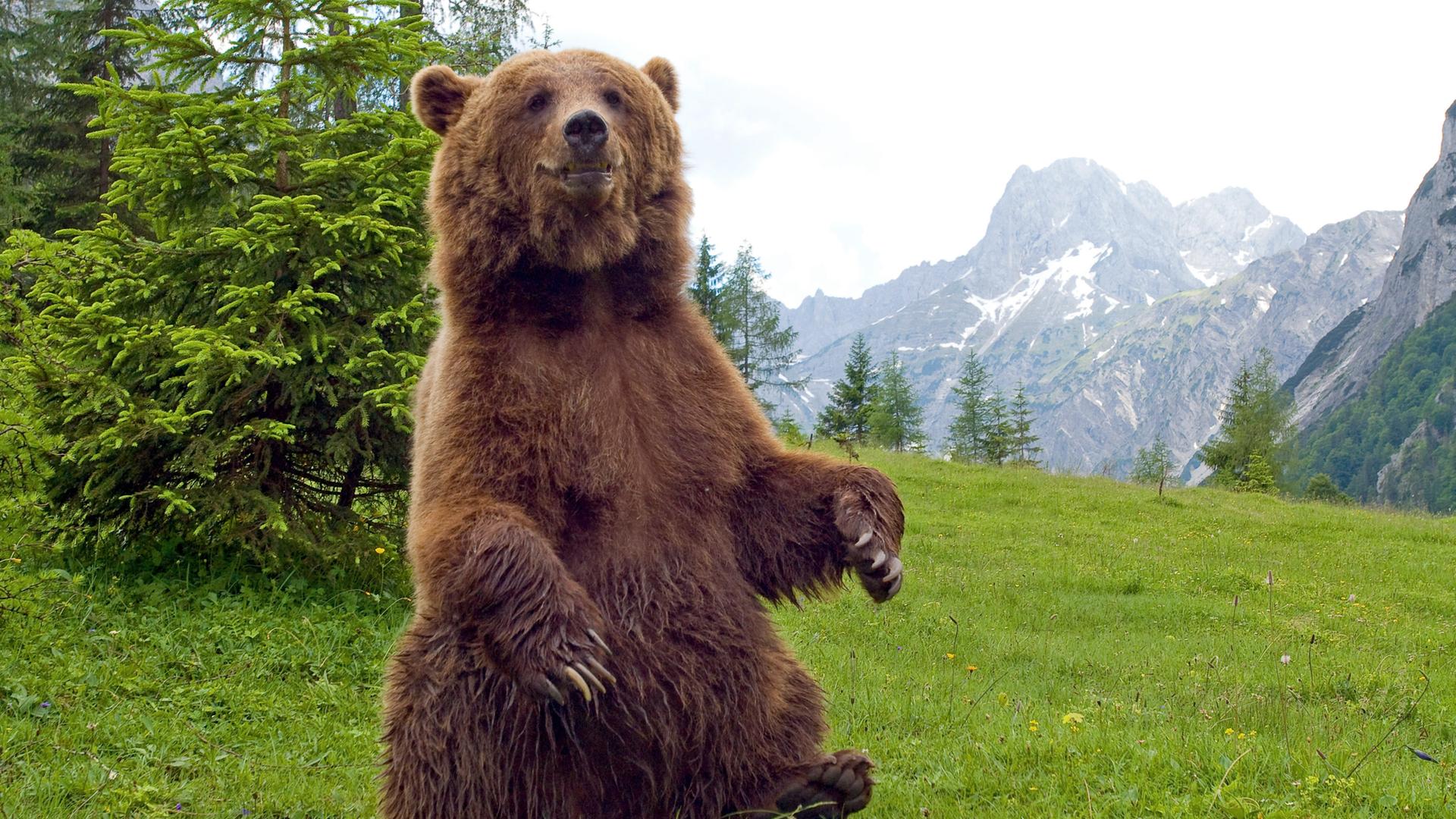Ein sich aufbäumender Bär.