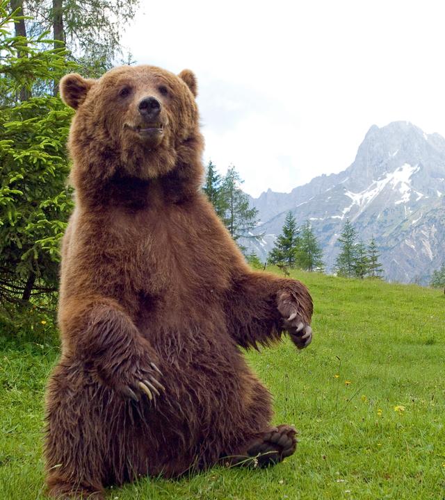 Ein sich aufbäumender Bär.