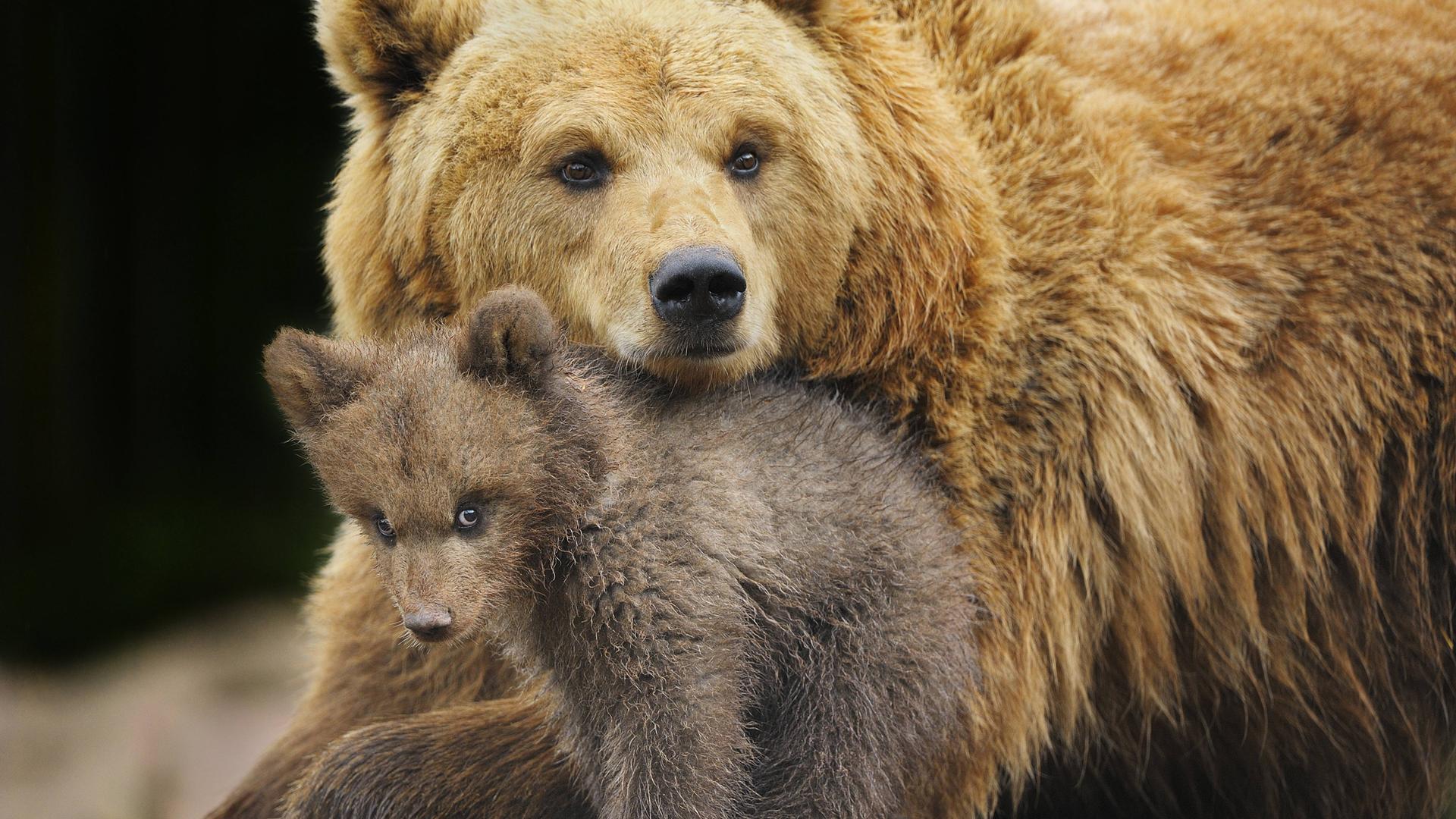 Europäischer Braunbär, Jungtier mit Weibchen 