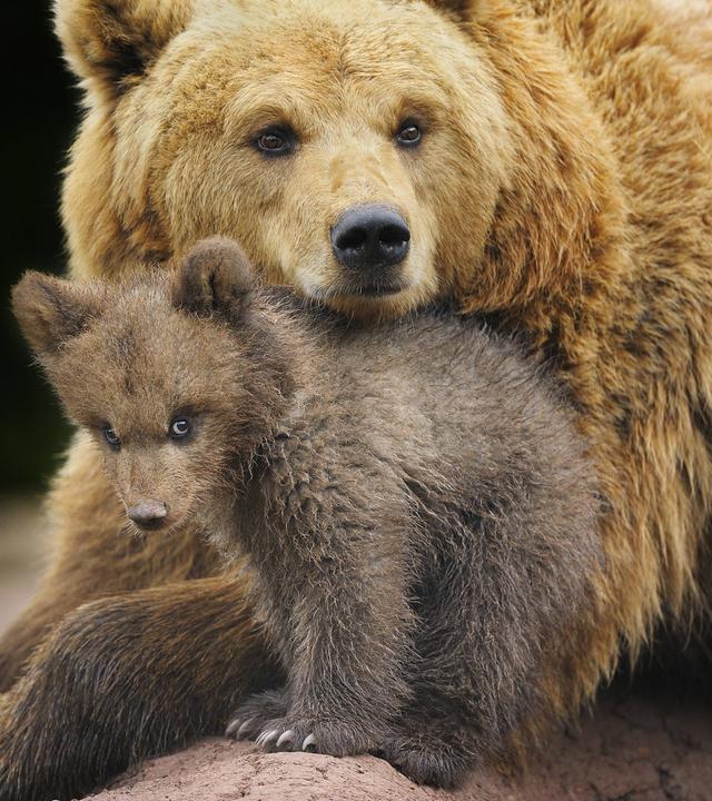 Europäischer Braunbär, Jungtier mit Weibchen 