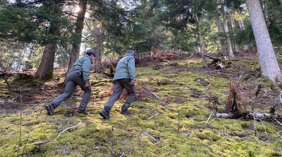 Zwei Polizisten gehen durch den Wald, in dem ein Jogger von einer Bärin getötet wurde