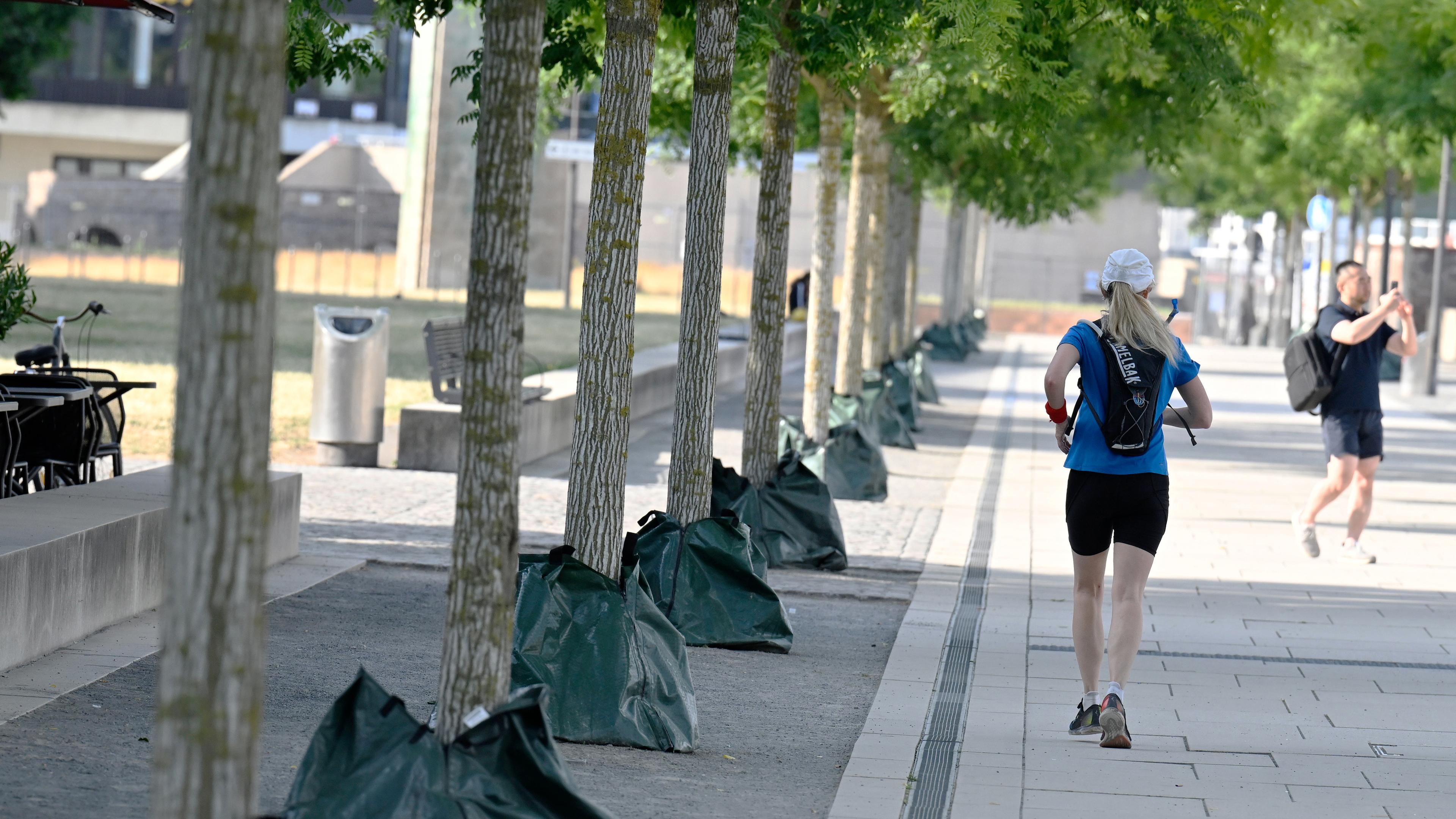 Mit Wassersäcken versucht die Stadt den Bäumen am Rheinboulevard bei den aktuell hohen Temperaturen zu helfen, aufgenommen am 08.07.2023