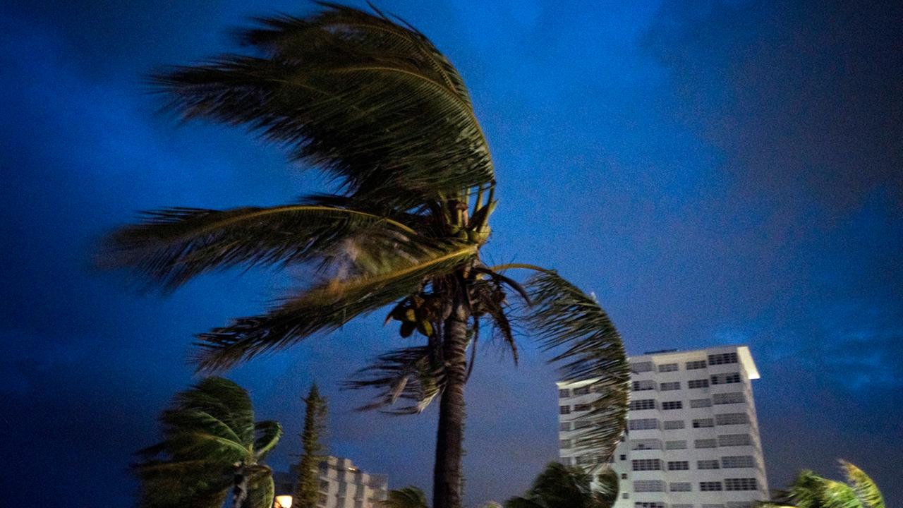 Eine Palme im Sturm; Bahamas; 02.09.2019
