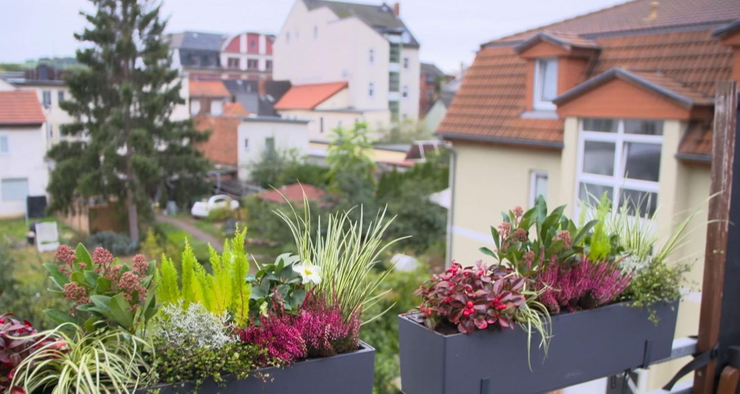 Balkonpflanzen auf einem Balkon