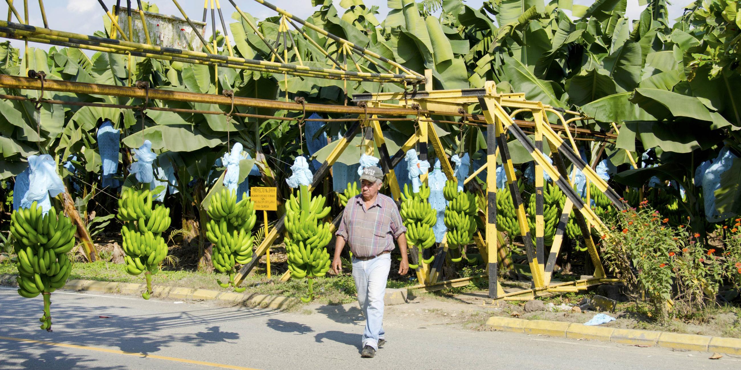 Bananenplantage in Guatemala