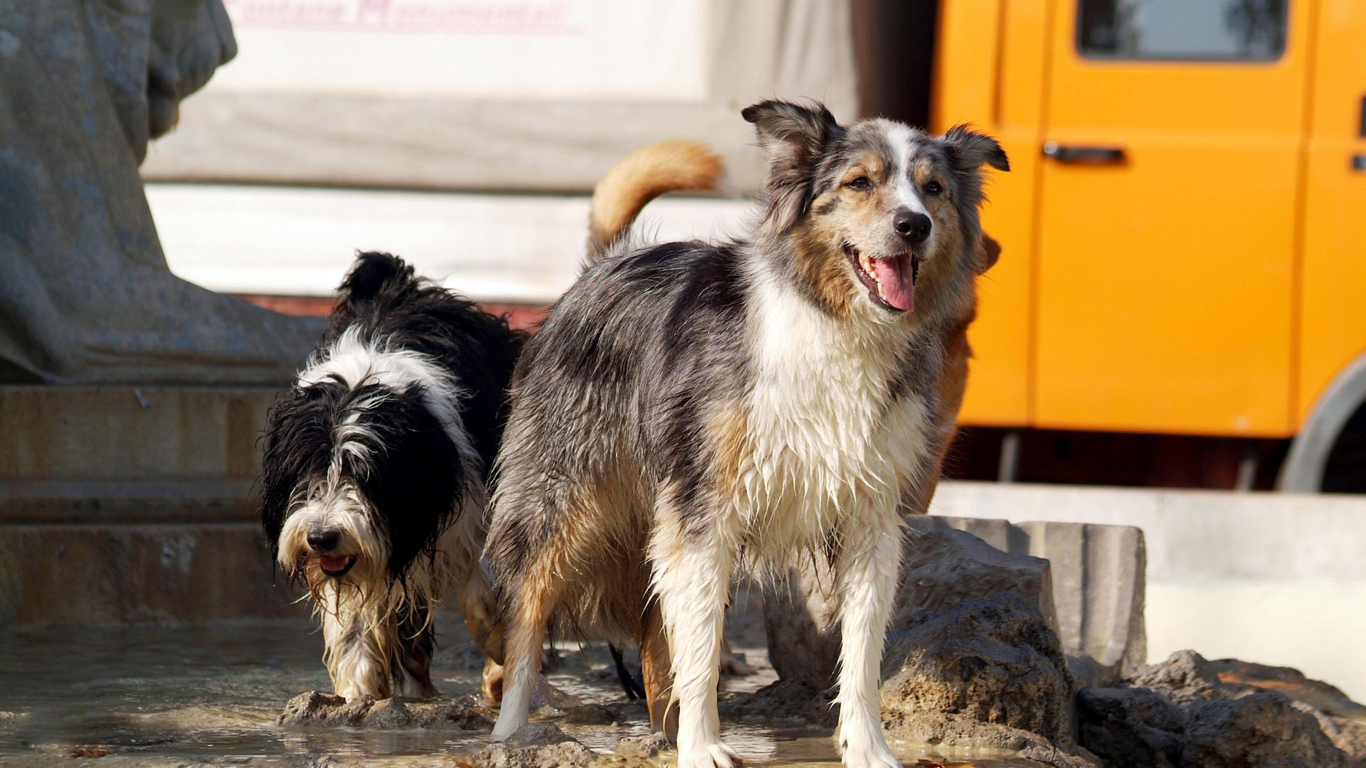 Zwei Hunde