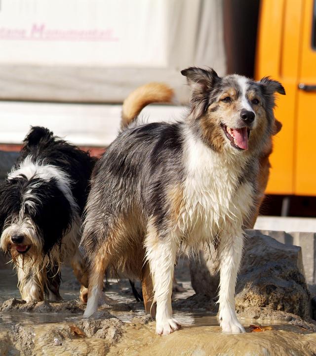 Zwei Hunde