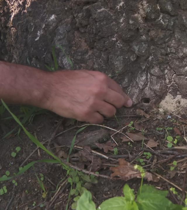 Baum mit Chemikalien vergiftet