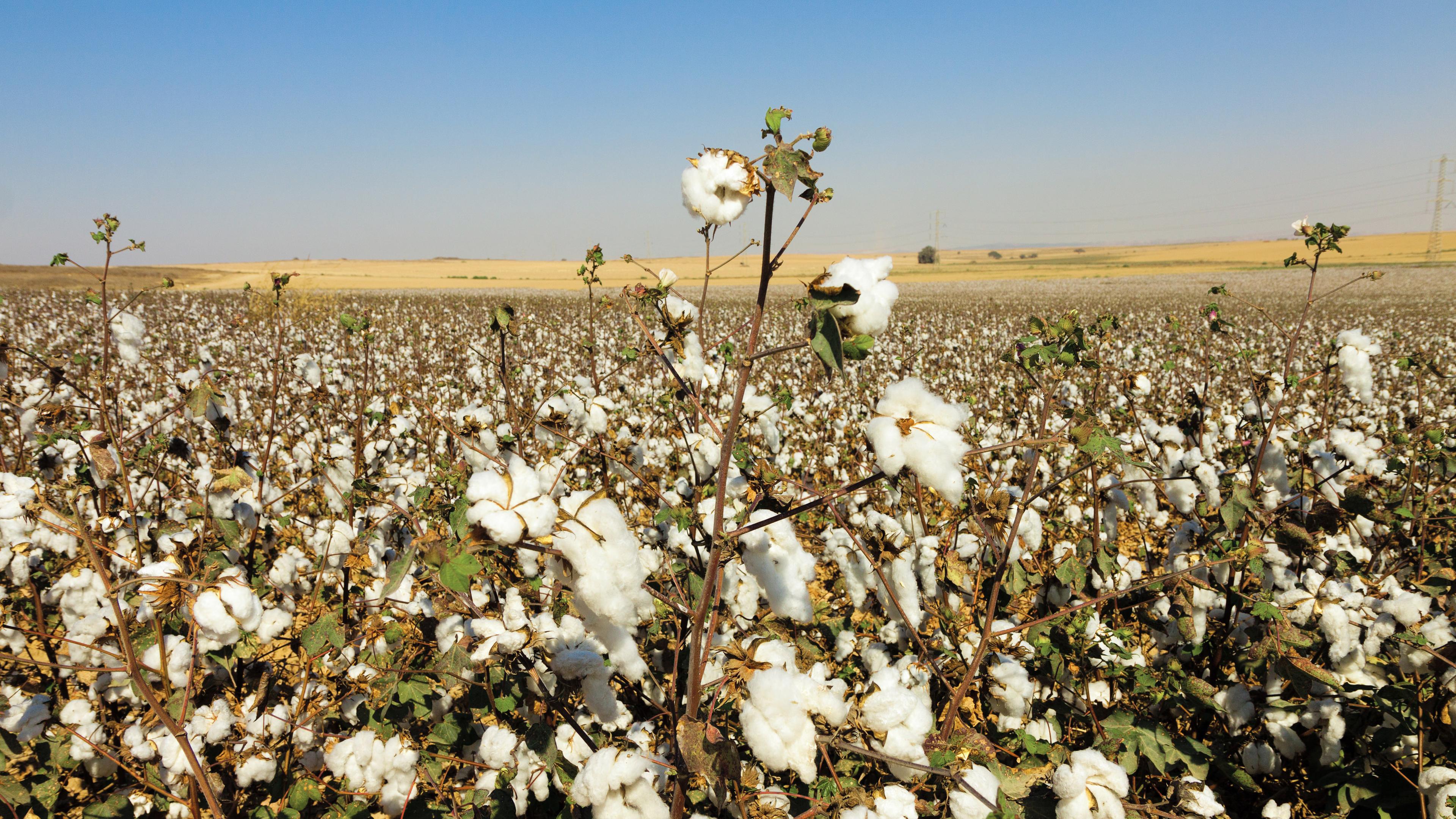 Auf großen Feldern wird Baumwolle angebaut.