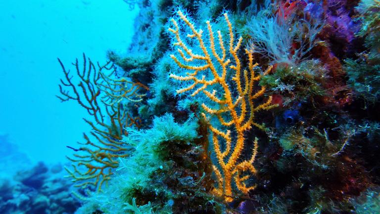 Im Schutzgebiet des französischen Porquerolles-Nationalparks sind Korallen zu sehen.