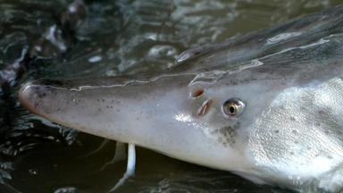 Zdfinfo - Giganten In Gefahr - Der Kampf Um Die Letzten Beluga-störe