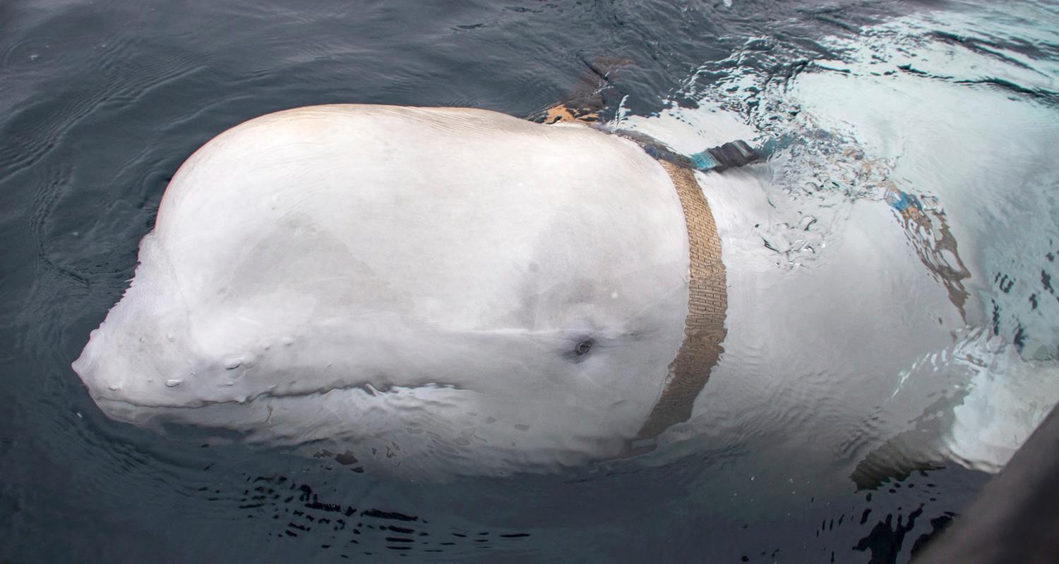 Ein Beluga-Wal in der Nordseeküste in Norwegen.