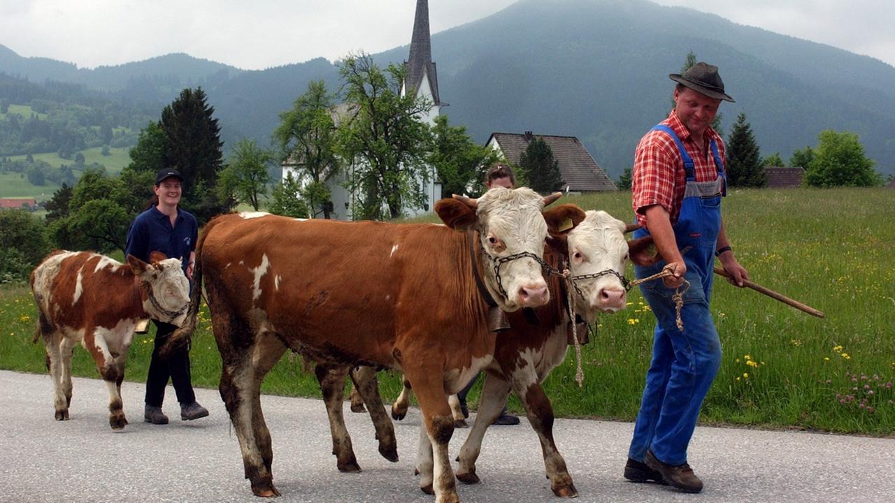 Ein Landwirt führt seine Kühe auf die Alm.