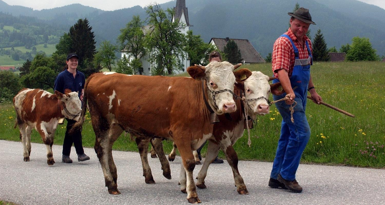 Ein Landwirt führt seine Kühe auf die Alm.