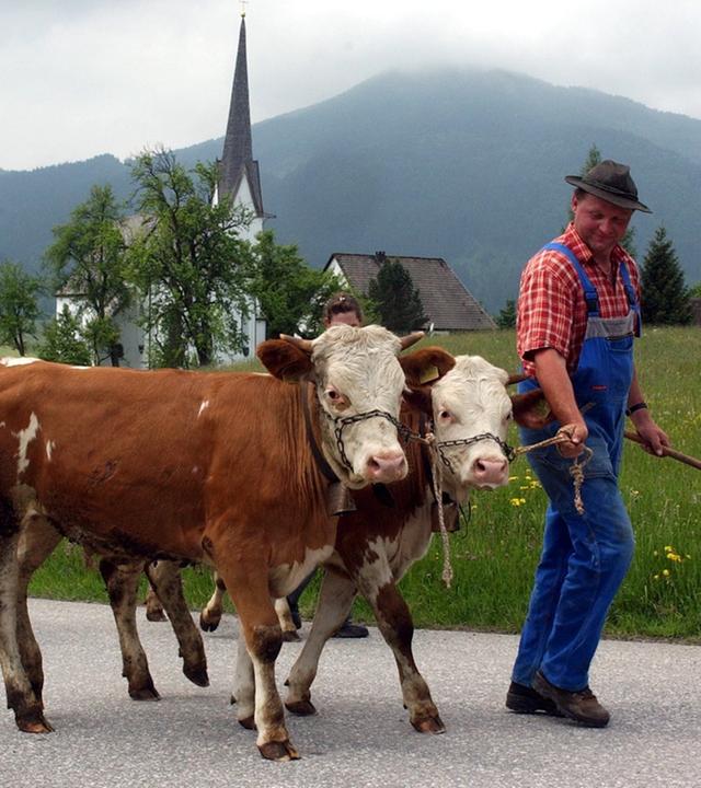 Ein Landwirt führt seine Kühe auf die Alm.