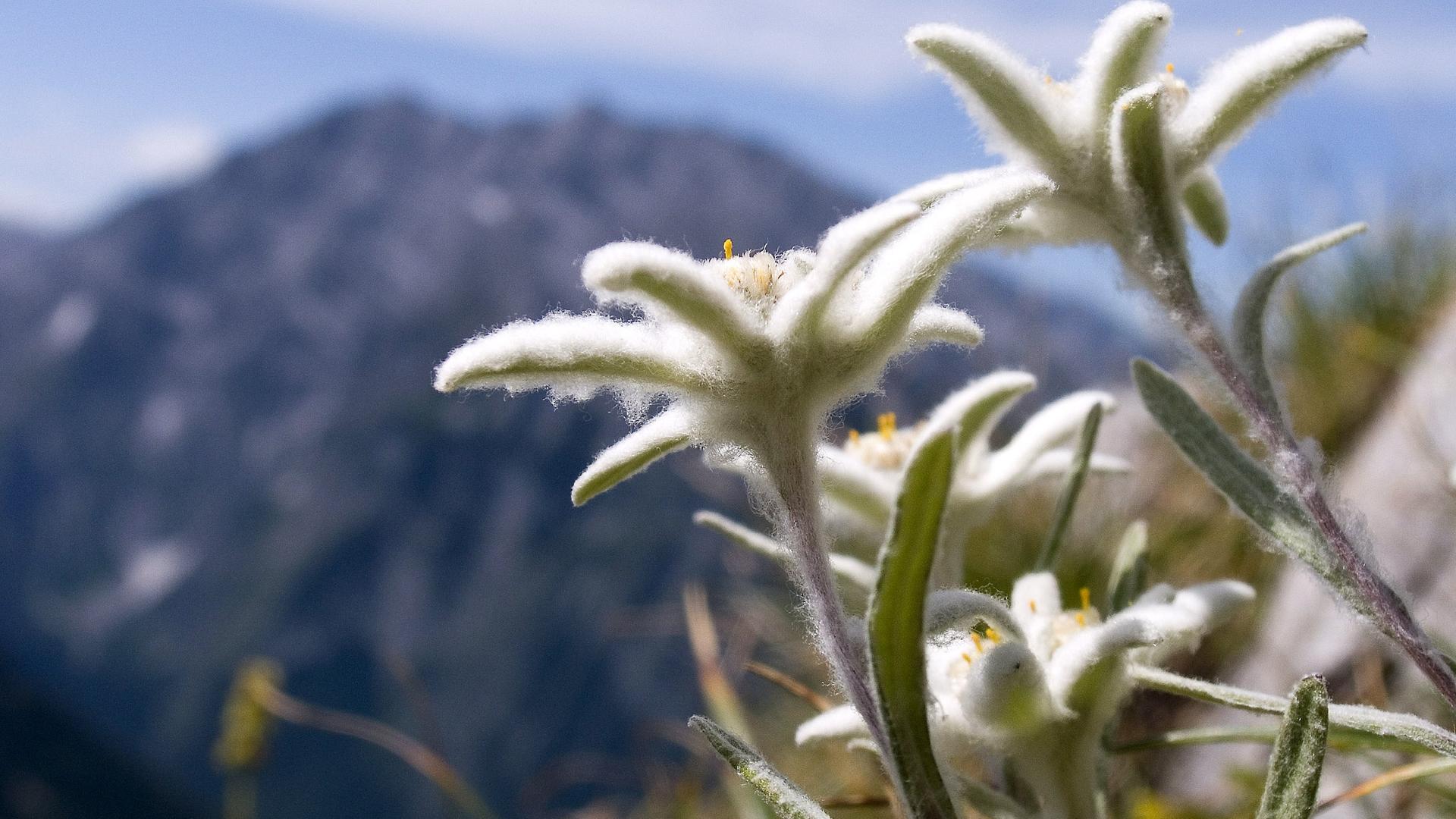 Edelweiß wächst auf einer Wiese in den Bergen.