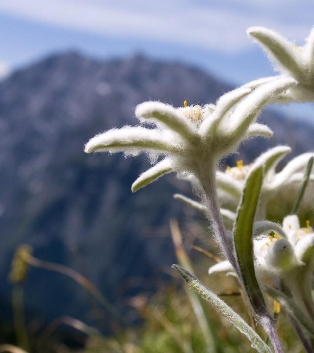 Edelweiß wächst auf einer Wiese in den Bergen.