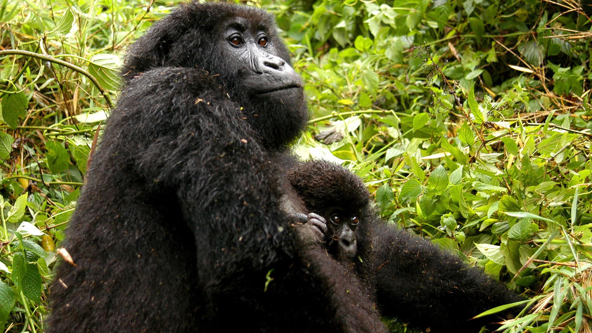 Die Berggorillas aus Ruanda