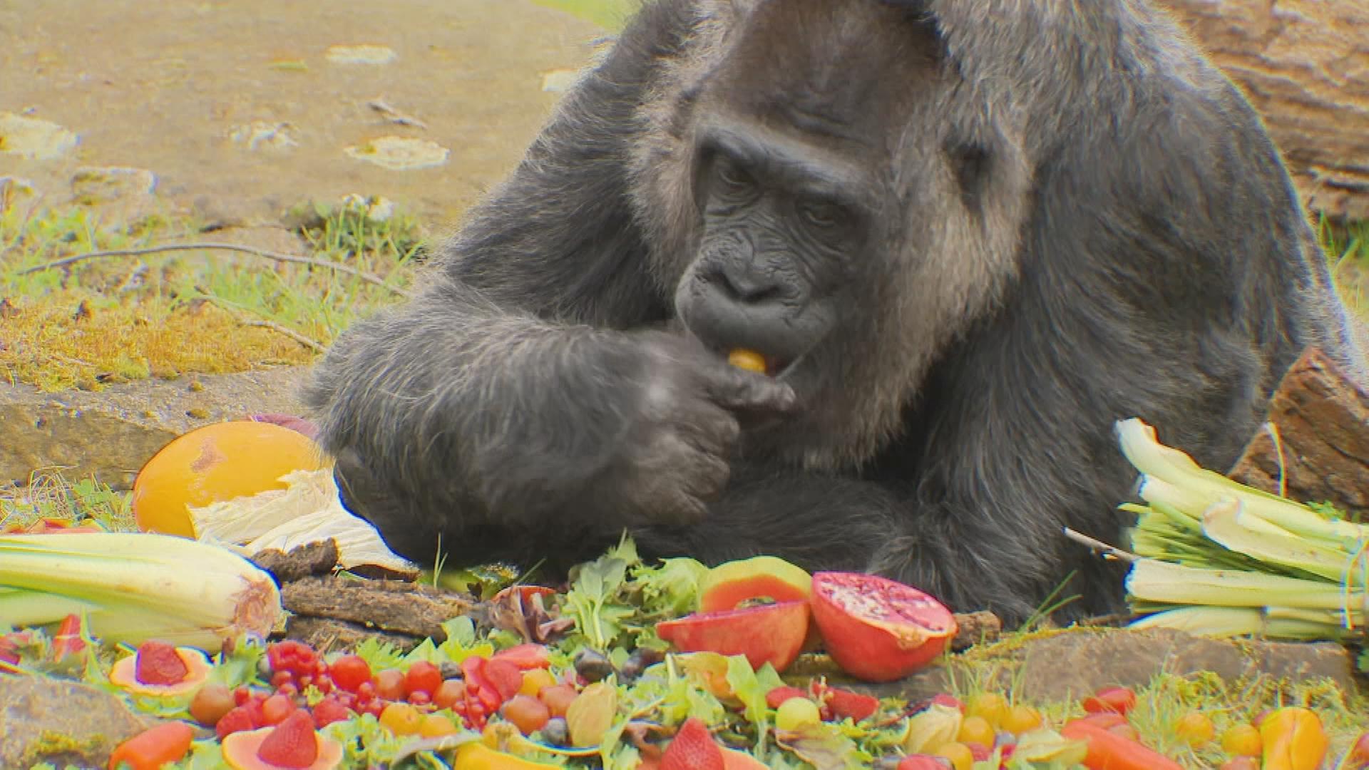 Gorilla isst Früchte