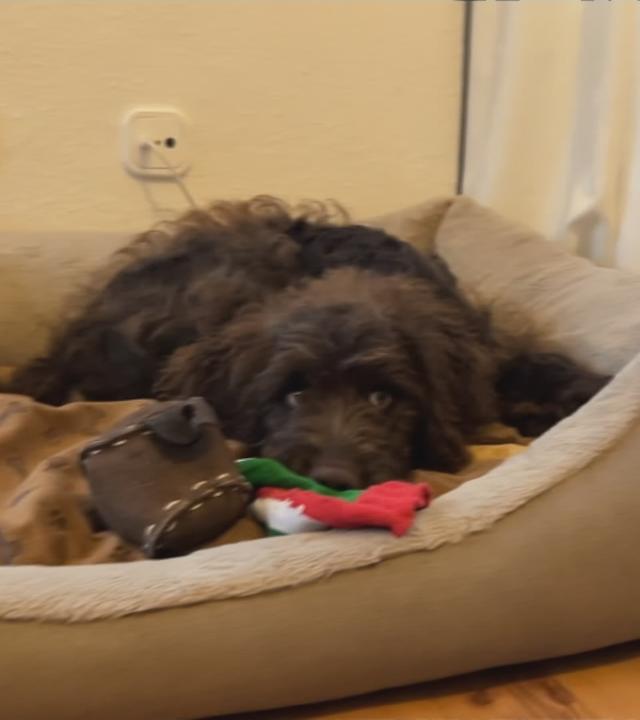 Beschäftigung für Haustiere