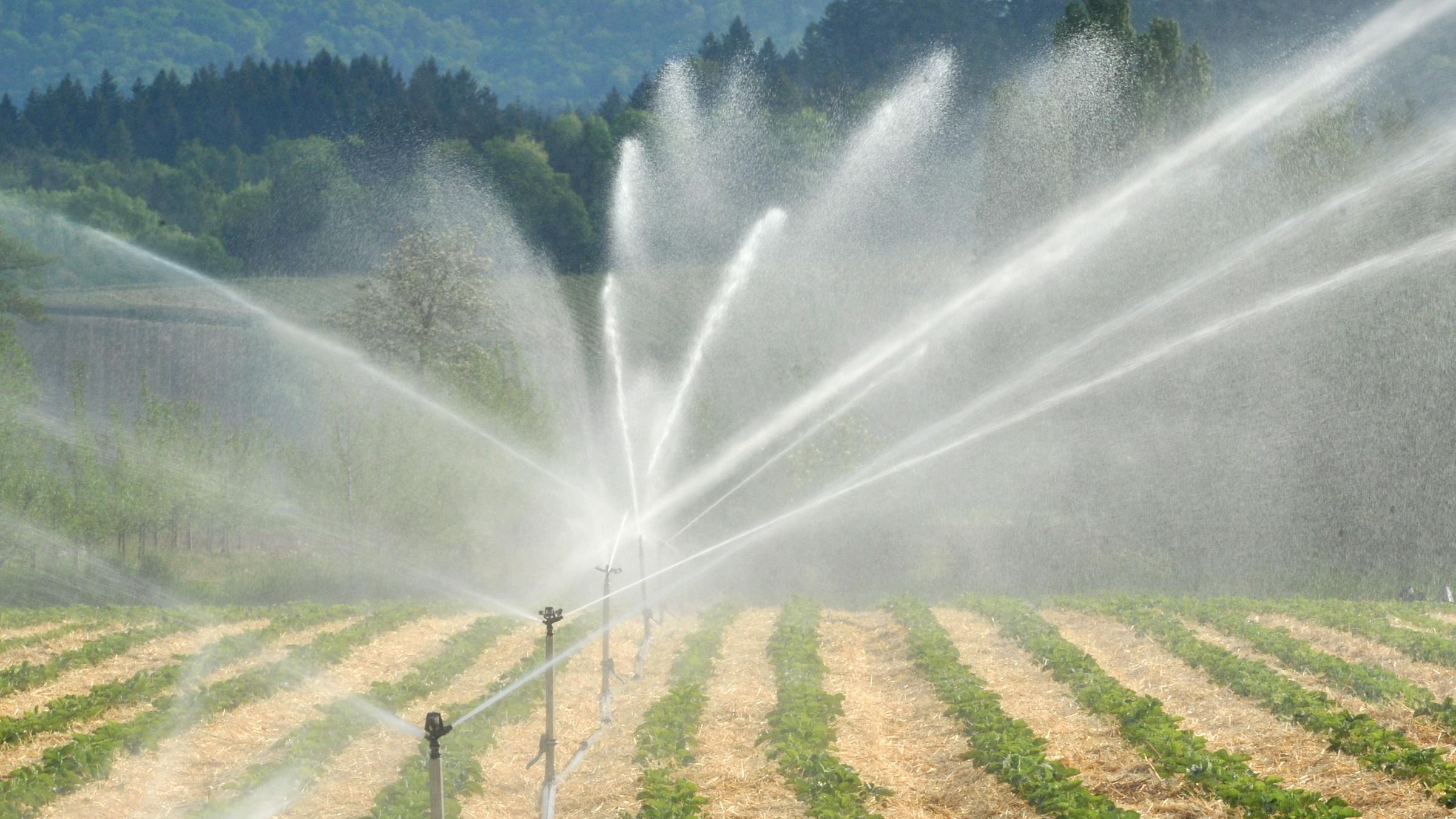 Ein Erdbeerfeld wird bewässert.