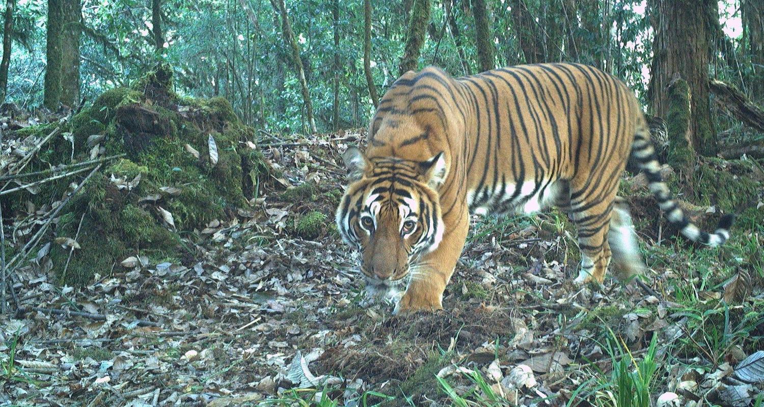 Ein Tiger, der während der nationalen Tigerzählung 2021-2022 mit Hilfe von Kamerafallen in Bhutan aufgenommen wurde.