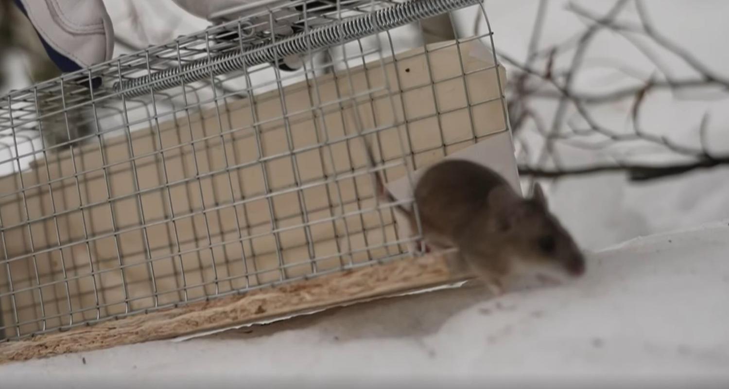 Biathlon "Randtreffer" aus Ruhpolding