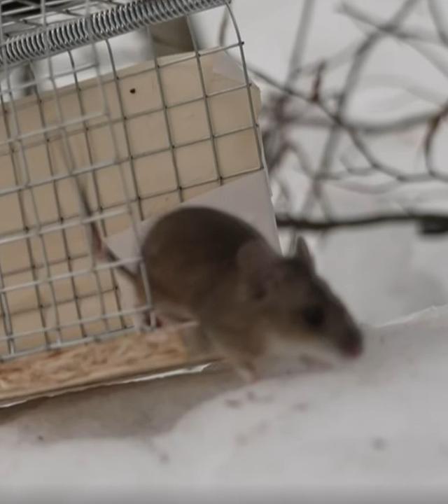 Biathlon "Randtreffer" aus Ruhpolding