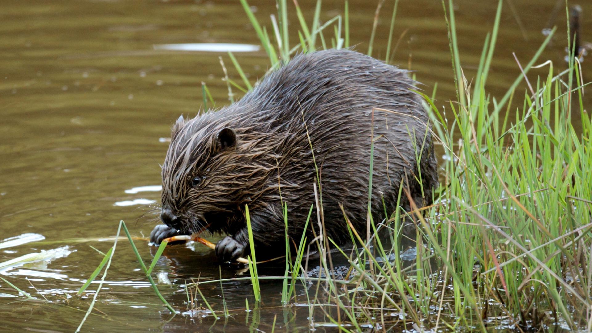 Ein nasser Biber am Flussufer.