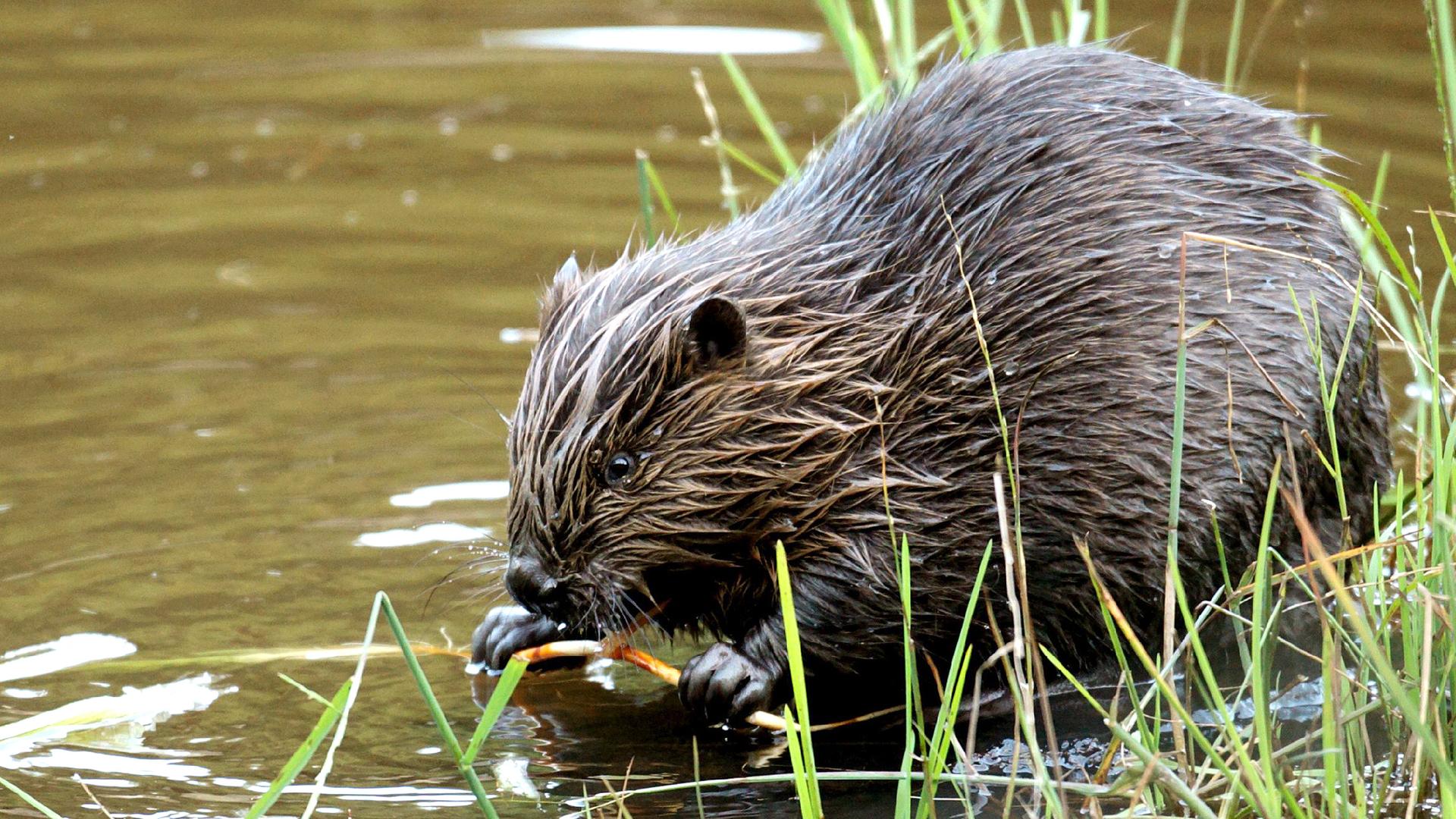 Ein nasser Biber am Flussufer.